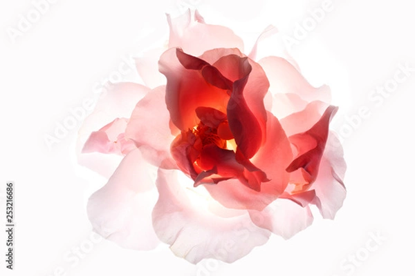 Fototapeta Backlit Flower