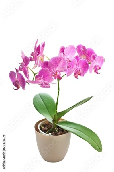 Fototapeta Pink Orchid