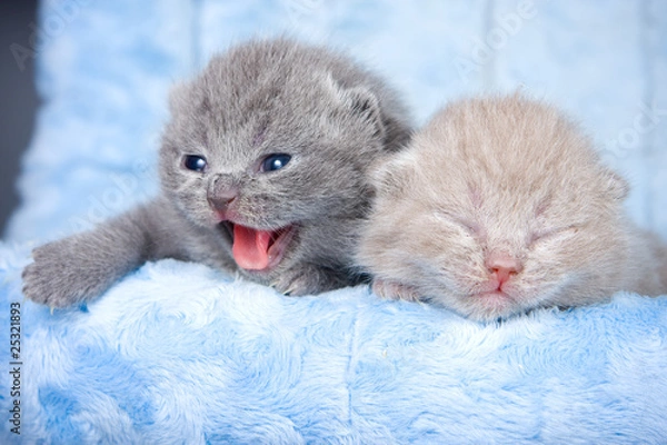 Obraz British kitten on grey background