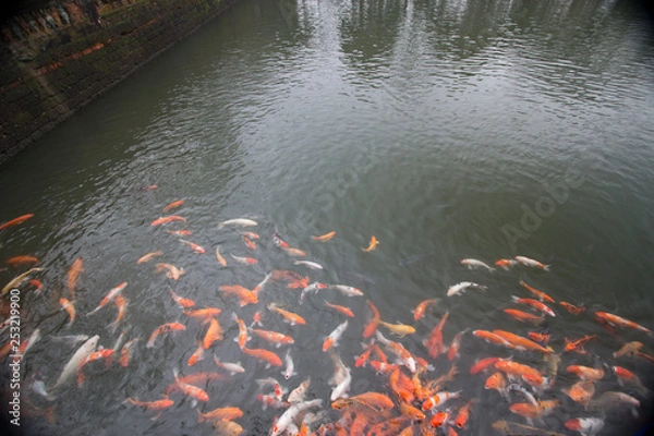 Obraz koi fish in pond