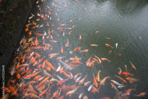 Obraz koi fish in pond