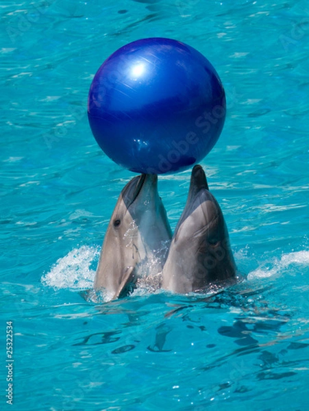 Obraz two dolphins playing with ball