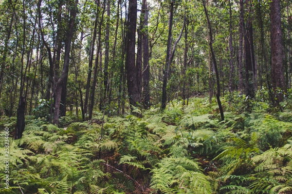 Obraz trees in the forest