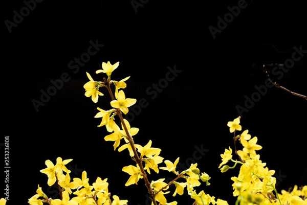 Fototapeta フラワーアレンジメントの今