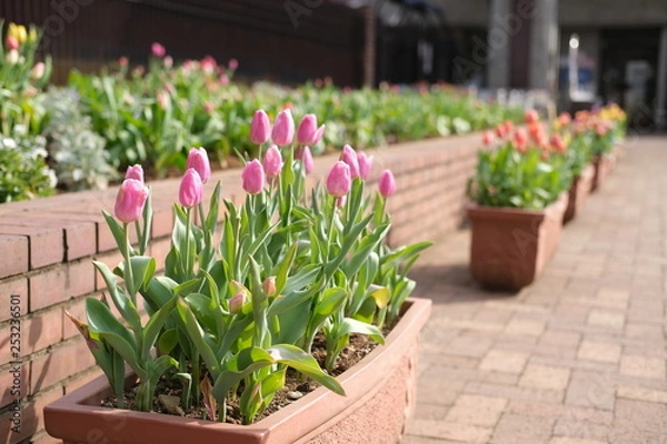 Fototapeta Tulips