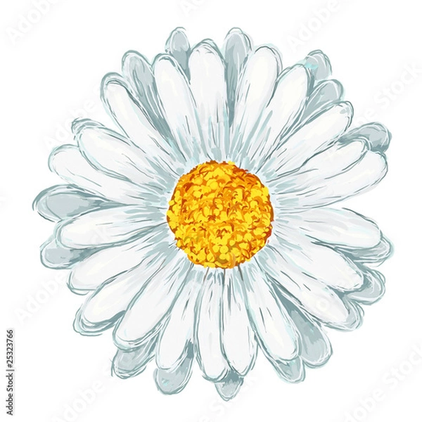 Fototapeta stokrotka