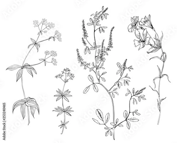 Fototapeta Set of meadow herbs in vector