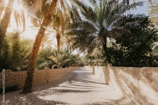 Fototapeta View of the unesco enlisted oasis in Al Ain, UAE