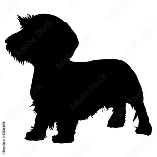 Obraz Wirehaired Dachshund purebred dog
