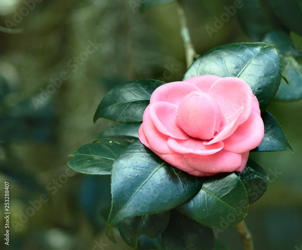 Obraz camellia