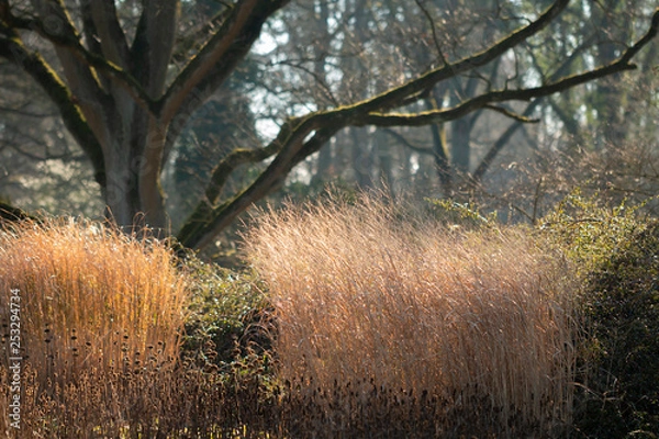 Obraz Garten im Winter - leuchtendes Gras
