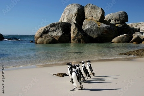 Obraz African Penguins at Boulders