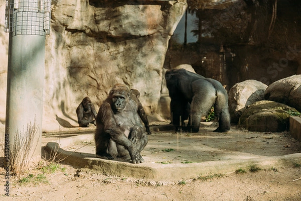 Obraz chimpanzees and gorilla in zoological park, barcelona, spain