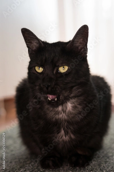 Fototapeta Cat with mouth opened