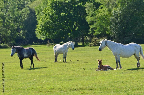 Fototapeta horses in the field