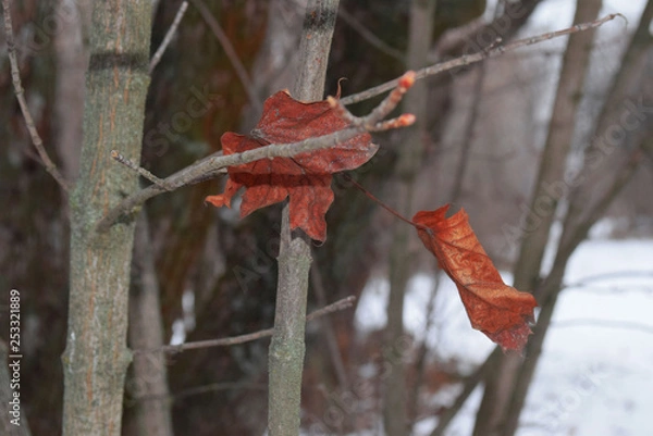 Fototapeta leaves.  tree,  winter