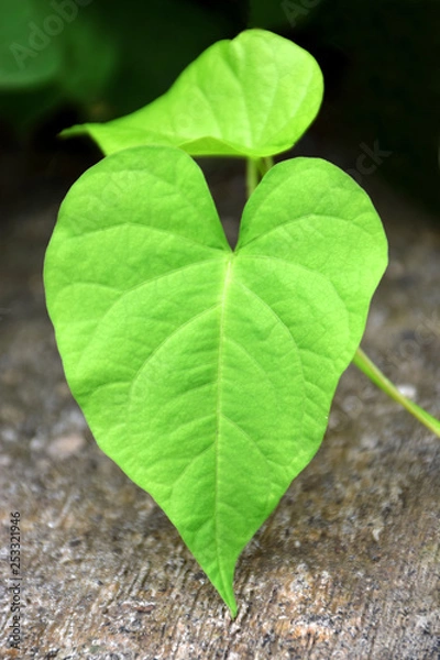 Obraz leaf on green background