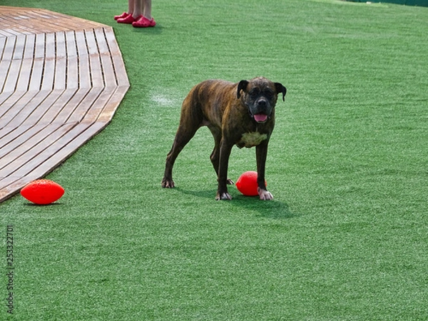 Obraz Boxer Dog Playing