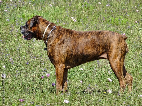 Obraz Boxer Dog Stance