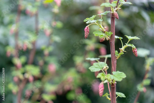 Fototapeta branch of tree in spring