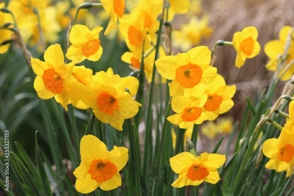 Fototapeta Jonquille