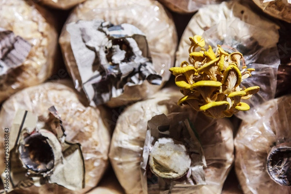 Fototapeta Cultivation and harvesting mushrooms in mushroom food farming. Growing techniques require right combination of humidity, temperature, substrate (growth medium) and inoculum (spawn or starter culture)