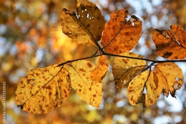 Fototapeta beech tree leaves