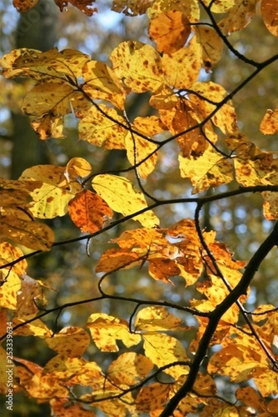 Fototapeta beech tree 