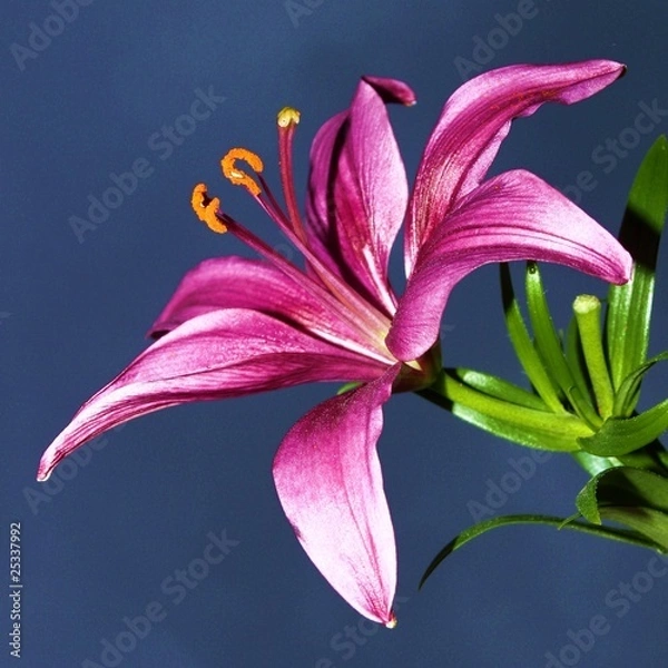 Obraz Lily
