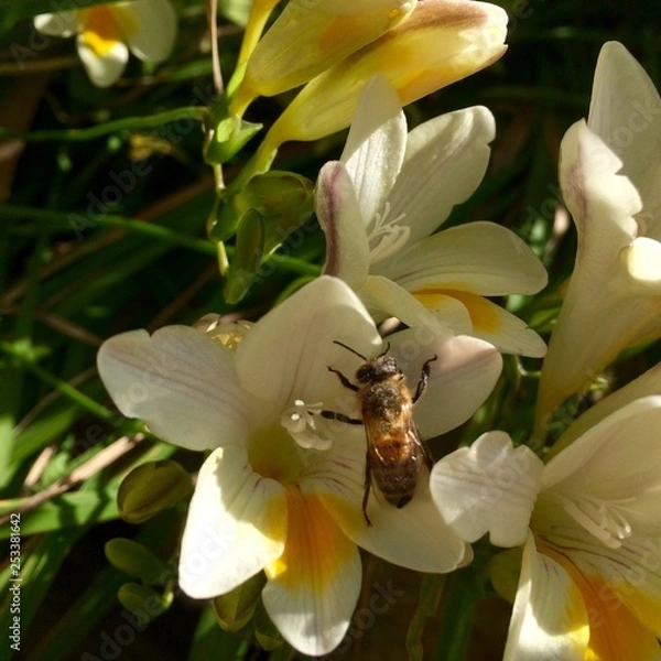 Obraz Abeille fresia