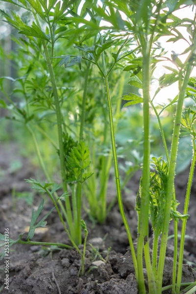 Obraz Pousses de carottes