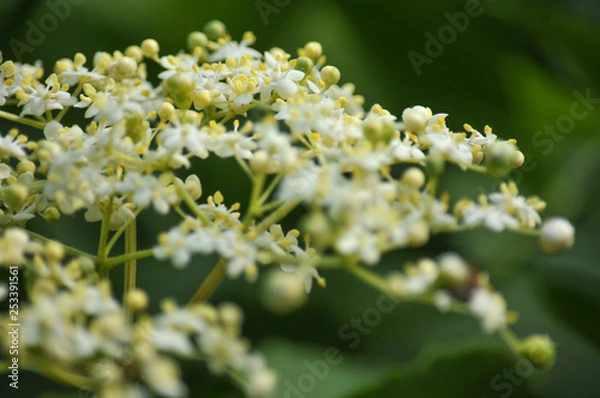 Obraz Holunderblüten