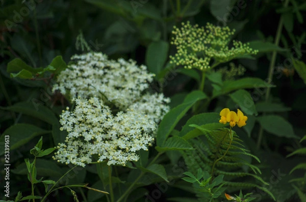 Obraz Holunderblüten