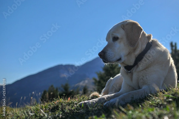 Obraz Hund vor Calanda