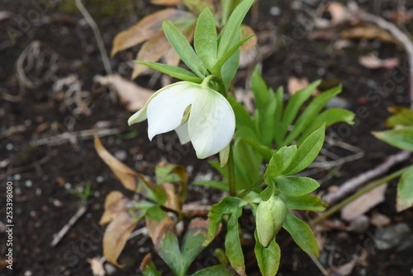 Fototapeta lenten hellebore flowers