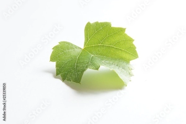 Fototapeta weinblatt