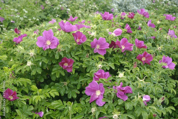 Obraz Heckenrosen auf der Insel Rügen
