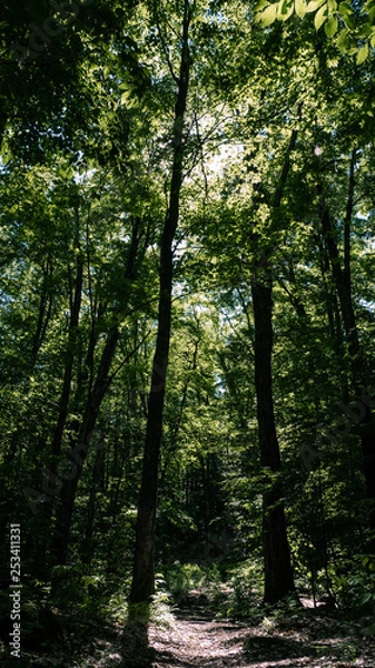 Obraz trees in the forest