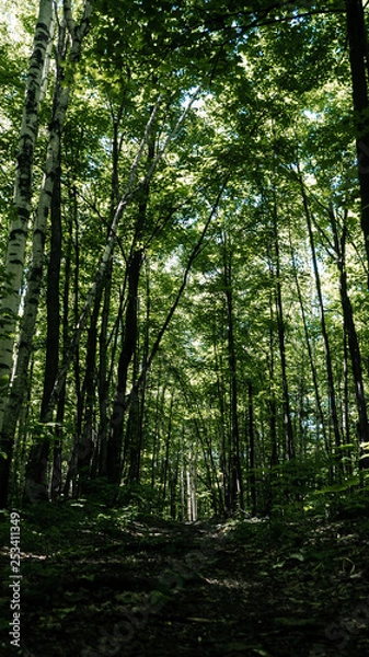 Obraz path in the woods