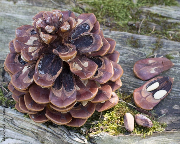 Fototapeta Organic Pine Essential Oil has fresh, bracing, antibacterial and stimulating properties for use in inhalations. It has a positive, strengthening affect on both the mind and body. Pine nuts are among t