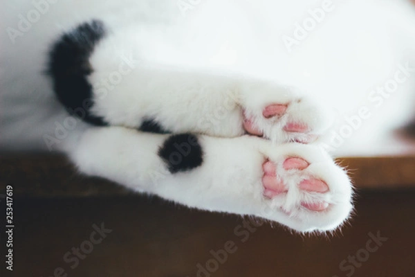 Fototapeta Lovely fluffy paws of lying white cat with pink pads and black spots.