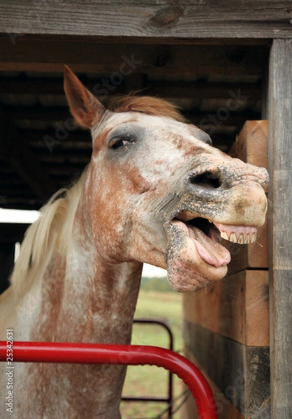 Obraz Laughing Appaloosa