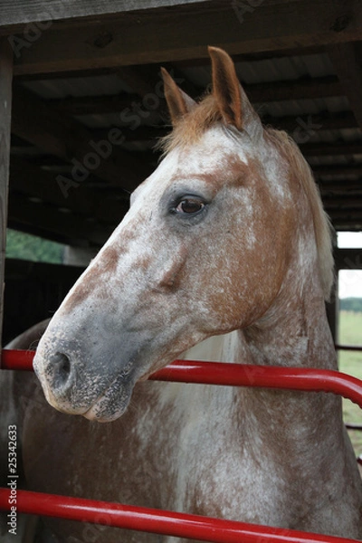 Obraz Appaloosa Gelding