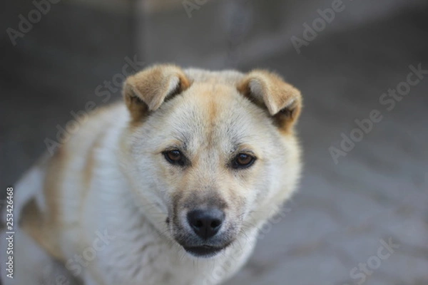 Obraz portrait of a dog