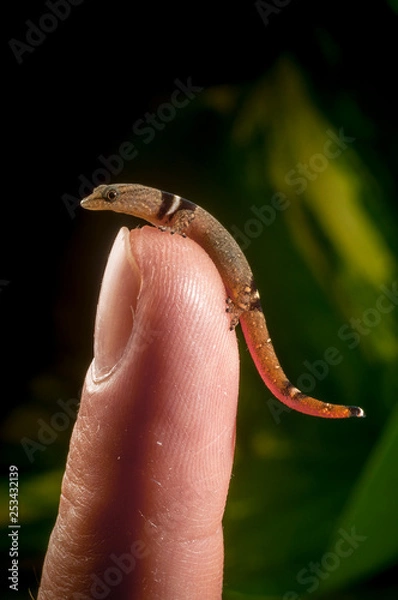 Obraz Collared dwarf gecko on finger