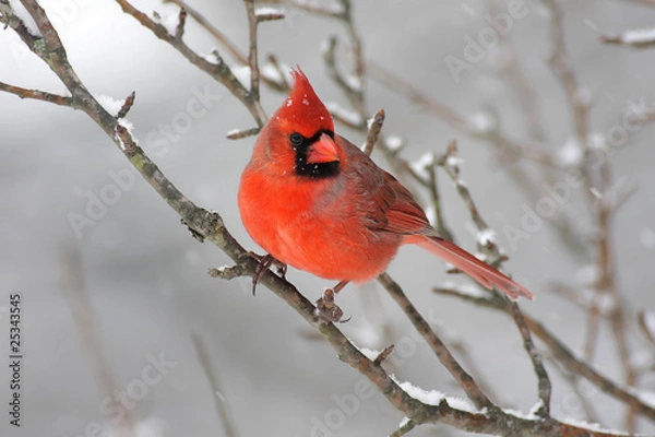 Obraz Cardinal In Snow