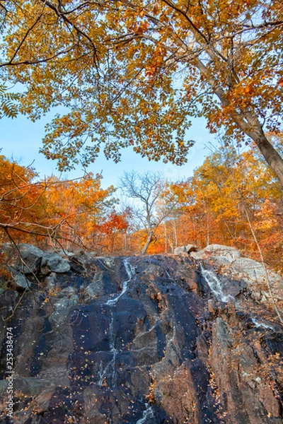 Obraz Gatineau Park forest in fall 