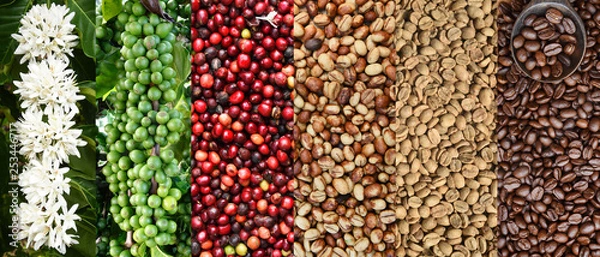 Obraz Mieszanka ziaren kawy i kwiat drzewa kawy na tle