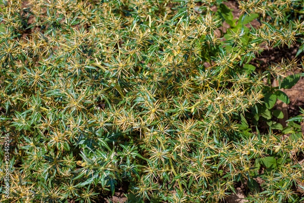 Obraz Xanthium spinosum yellow