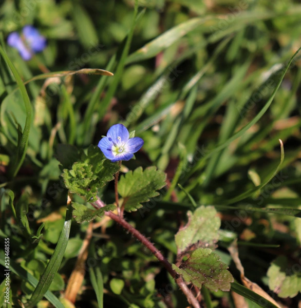 Fototapeta Veronica polita in organic garden. Is the largest genus in the flowering plant family Plantaginaceae. Common names include speedwell, bird's eye, and gypsyweed.